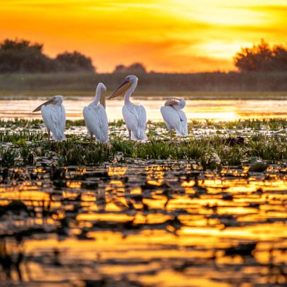 danube delta, romania. pelicans at sunrise